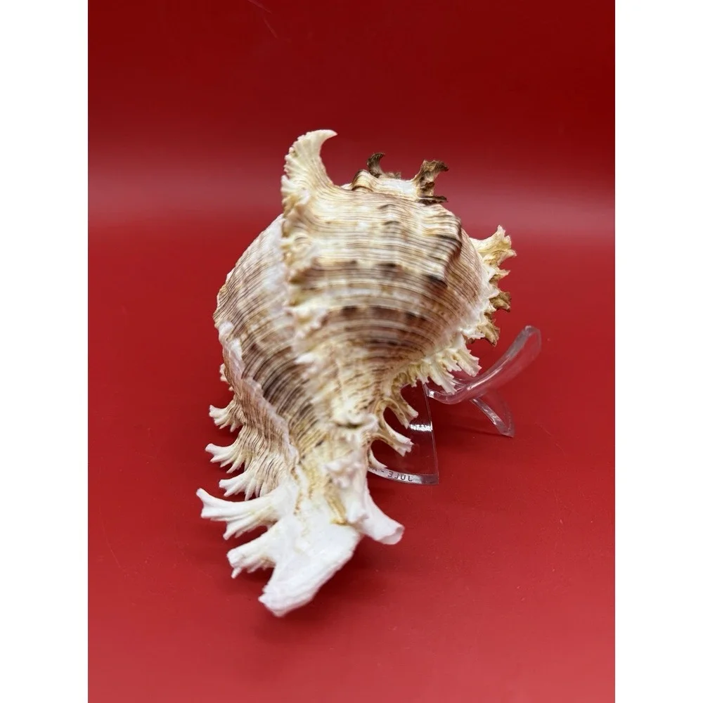 Chicoreus ramosus Ramose Murex (or branched Murex) Sea Snail Shell 6.5